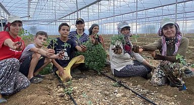 Antalya'da güzlük fide dikimleri başladı