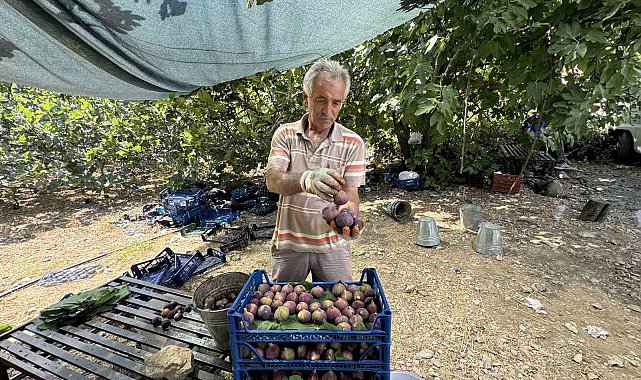 Antalya'da siyah incir hasadı başladı
