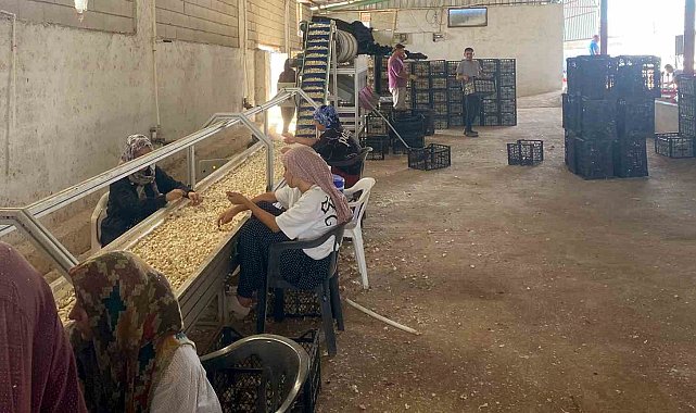 Arabanlı sarımsak çiftçisi, Ata tohumu tesisi kurdu