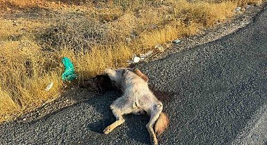 Aracın çarptığı çizgili Anadolu sırtlanı telef oldu