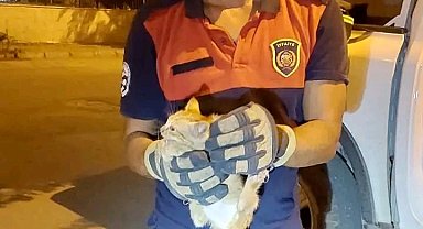 Aracın motor kısmına giren yavru kediyi itfaiye ekipleri kurtardı