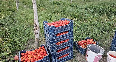 Aroması ve lezzetiyle bilinen Sındırgı domatesi 4 lira