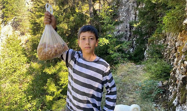 Artvinli minik Eymen hafta sonları çam sakızı toplayarak kilosunu 5 bin liraya satıyor