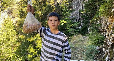 Artvinli minik Eymen hafta sonları çam sakızı toplayarak kilosunu 5 bin liraya satıyor