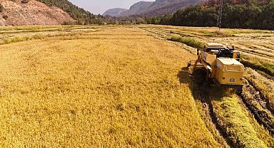 Aşırı sıcaklar "beyaz altın" çeltikte verimliliği düşürdü