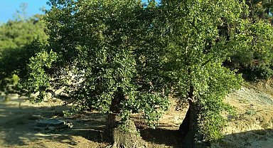 Asırlık çınar ağaçların koruma altına alınması isteniyor