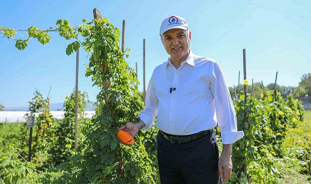 Ata tohumları meyve vermeye başladı