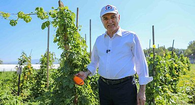 Ata tohumları meyve vermeye başladı