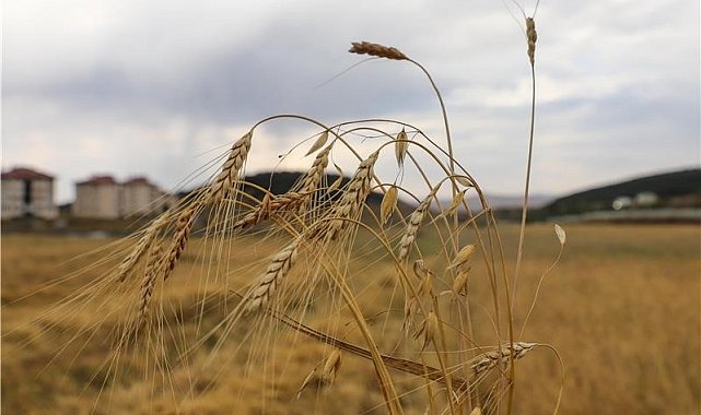 Ata Tohumu Kavılcanın hasadı başladı