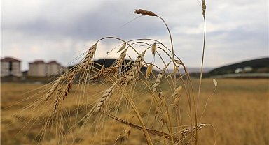 Ata Tohumu Kavılcanın hasadı başladı