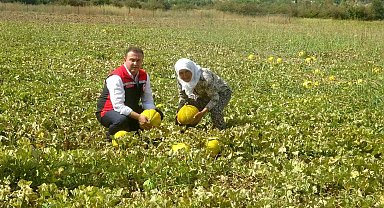 Ata tohumundan gelen miras: Yayla kavunu Karabağlar'da yüz yıllardır yaşatılıyor