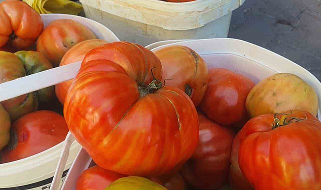 Ata tohumundan yetişen Mahman domatesi tezgahlarda yerini aldı