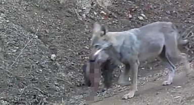 Avını taşıyan kurt fotokapanda