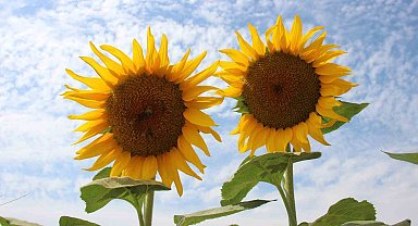 Ayçiçek alım fiyatları açıklandı