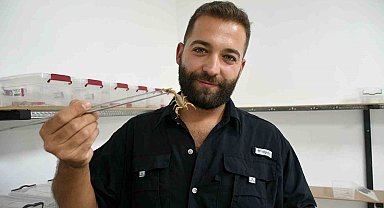 Aydın'da 750 akrepten 4 ayda 4 bin yavru elde etti