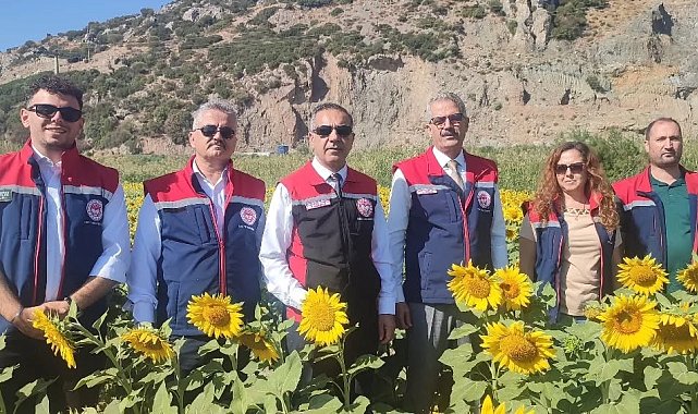 Aydın'da 95 bin dekar alanda ayçiçeği ekiliyor