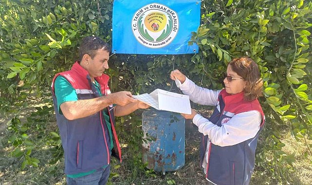 Aydın'da Akdeniz meyve sineği ile mücadele başladı