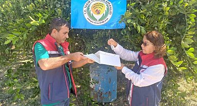 Aydın'da Akdeniz meyve sineği ile mücadele başladı