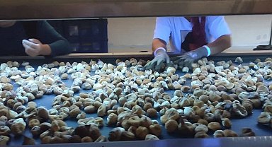 Aydın'da incir depoları denetlendi