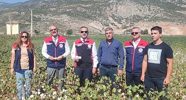 Aydın'da pamuk tarlalarına inceleme