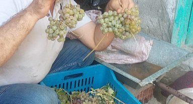 Aydın'da pekmez yapım sezonu başladı