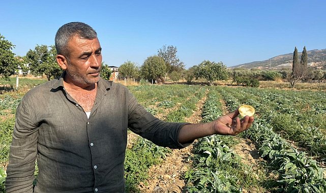 Aydın'ın tescilli ürünü enginarın kaymağını başkaları yiyor