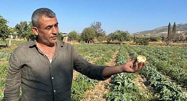 Aydın'ın tescilli ürünü enginarın kaymağını başkaları yiyor