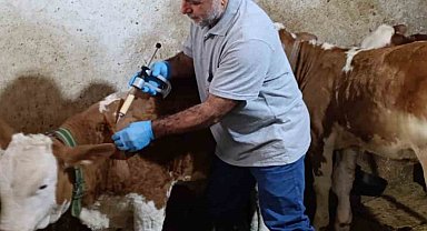 Aydıntepe'de sonbahar şap aşılama kampanyasında sona gelindi