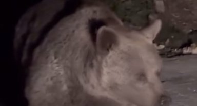 Ayı ailesini arabadan besledi, yavru ayı kaputa yaslandı