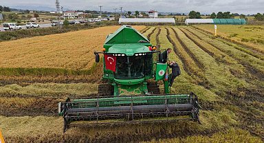 Bafra Ovası'nda çeltik hasadı başladı