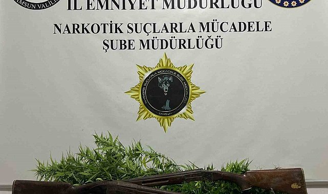Bafra'da 33 kök Hint keneviri ele geçirildi