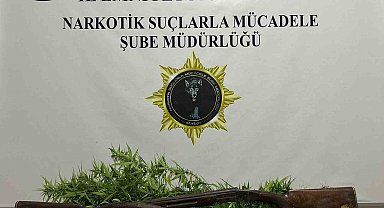 Bafra'da 33 kök Hint keneviri ele geçirildi