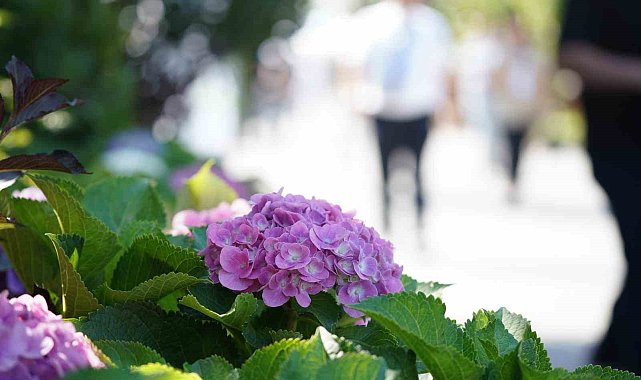 Bahçe sanatlarında uluslararası buluşma: Peyzaj dünyasının kalbi Sakarya'da atıyor