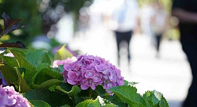 Bahçe sanatlarında uluslararası buluşma: Peyzaj dünyasının kalbi Sakarya'da atıyor