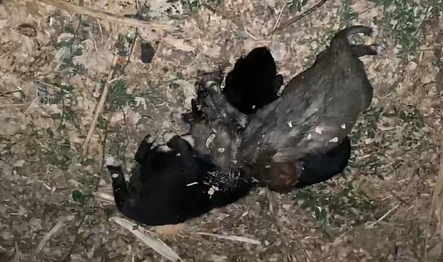 Bahçede iple boğulmuş 3 yavru köpek bulundu
