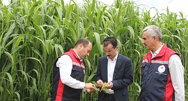 Bakanlık desteği ile alternatif yem bitkisi üretimi gelişiyor