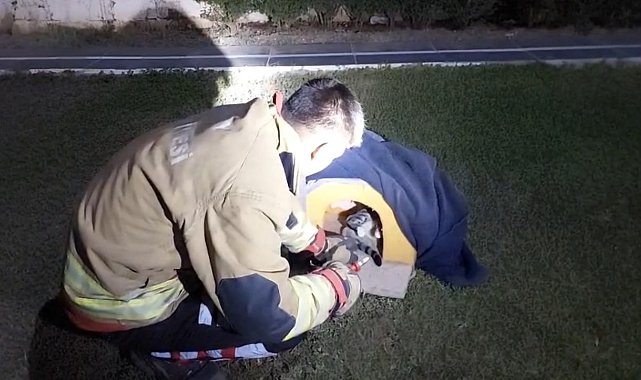 Balık misinasına dolanarak yaralanan kedinin imdadına itfaiye yetişti