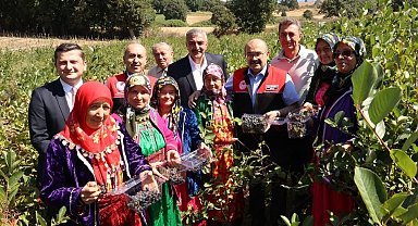 Balıkesir'de ilk aronya hasadı