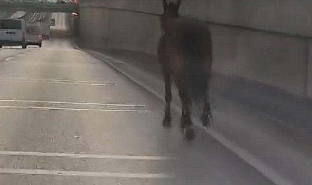 Başıboş at trafikte tehlike saçtı