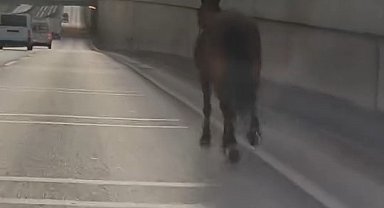 Başıboş at trafikte tehlike saçtı