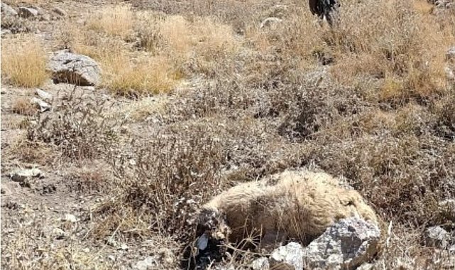 Başkale'de kurt saldırısı: Onlarca koyun telef oldu