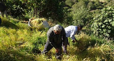 Batman'da asırlardır orakla pirinç hasadı yapılıyor