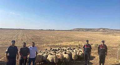 Batman'da kayıp sürü jandarmanın dron ile bulundu