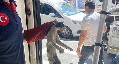 Batman'da platform arasında sıkışan kedi kurtarıldı