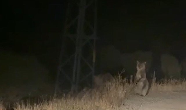 Bayburt'ta anne ve yavru ayının sinirli anları: Ayakları üzerinde araçtakileri korkutmaya çalıştılar