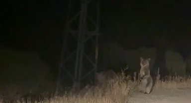 Bayburt'ta anne ve yavru ayının sinirli anları: Ayakları üzerinde araçtakileri korkutmaya çalıştılar