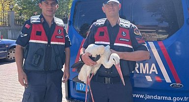 Bayramiç'te bulunan yaralı leylek tedavi altına alındı
