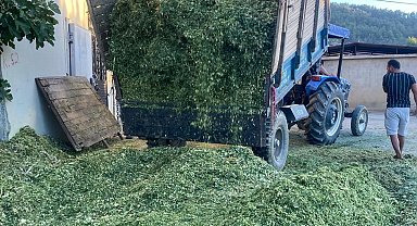 Besiciler mısır slaj yem yapımına başladı