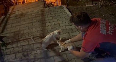 Beton blok arasında sıkışan yavru kediyi itfaiye ekipleri kurtardı