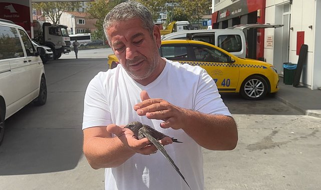 Beyoğlu'nda taksici bitkin halde bulduğu ebabil kuşunu korumaya aldı